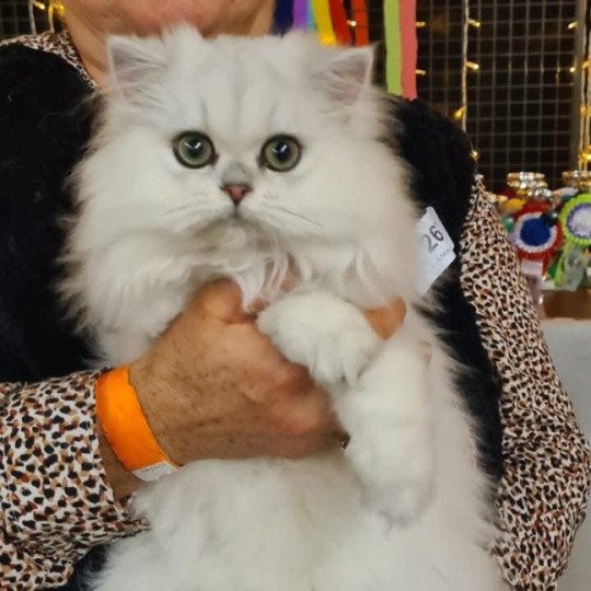 Aléa des rêves d'O Anna Femelle British Longhair