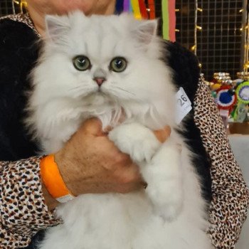 chaton British Longhair black silver shaded Aléa chatterie des rêves d'O Anna