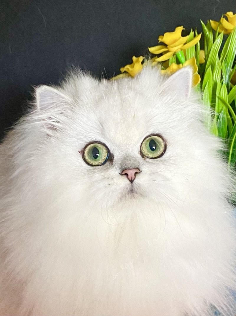 Aléa des rêves d'O Anna Femelle British Longhair