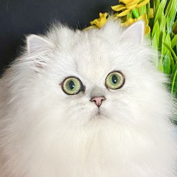 chaton British Longhair black silver shaded Aléa chatterie des rêves d'O Anna