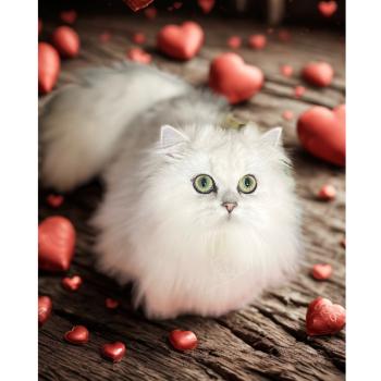 chaton British Longhair black silver shaded Aléa chatterie des rêves d'O Anna