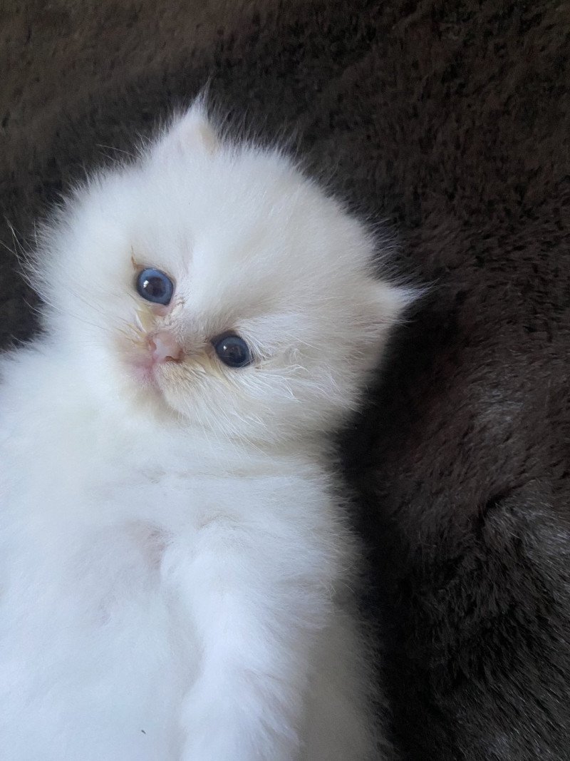 Angelo des rêves d'O Anna Mâle British Longhair