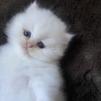 chaton British Longhair blue shell point Angelo chatterie des rêves d'O Anna