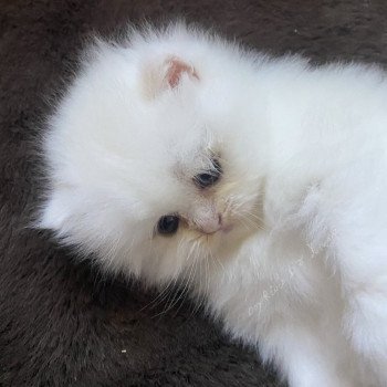 chaton British Longhair blue shell point Angelo chatterie des rêves d'O Anna