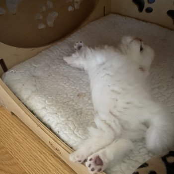 chaton British Longhair blue shell point Angelo chatterie des rêves d'O Anna