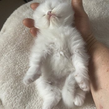 chaton British Longhair blue shell point Angelo chatterie des rêves d'O Anna