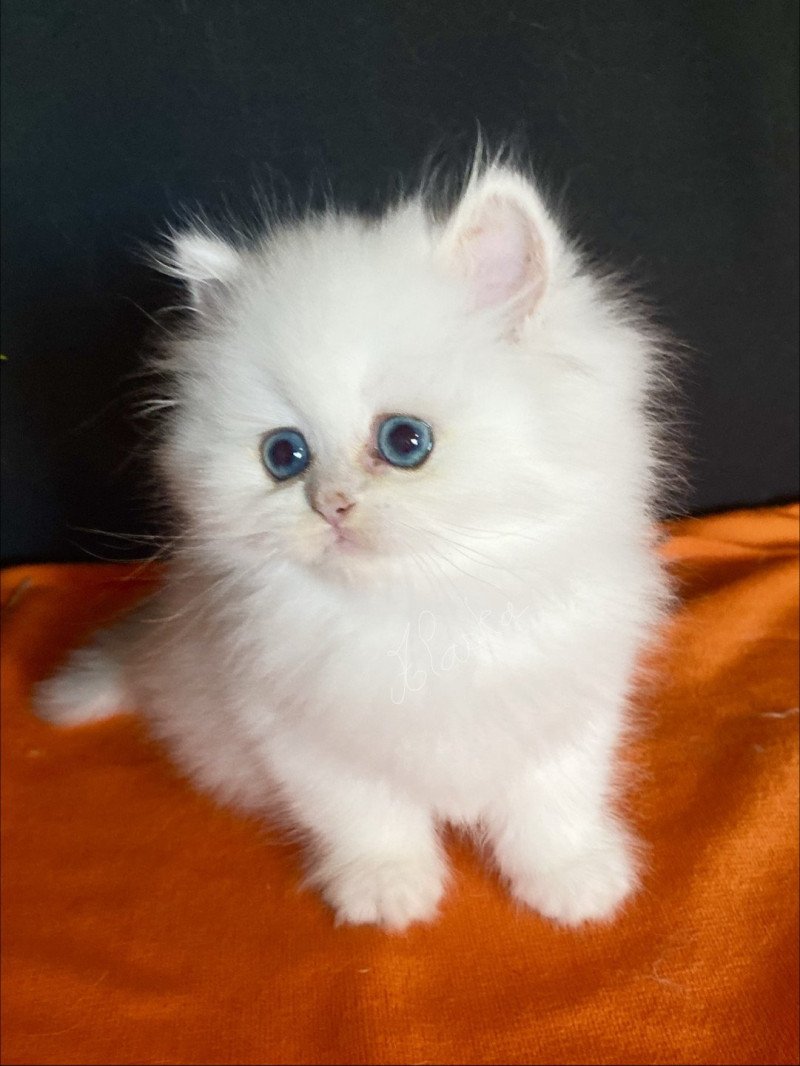 Alaska des rêves d'O Anna Mâle British Longhair