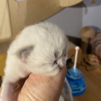 chaton British Longhair blue point Athos chatterie des rêves d'O Anna