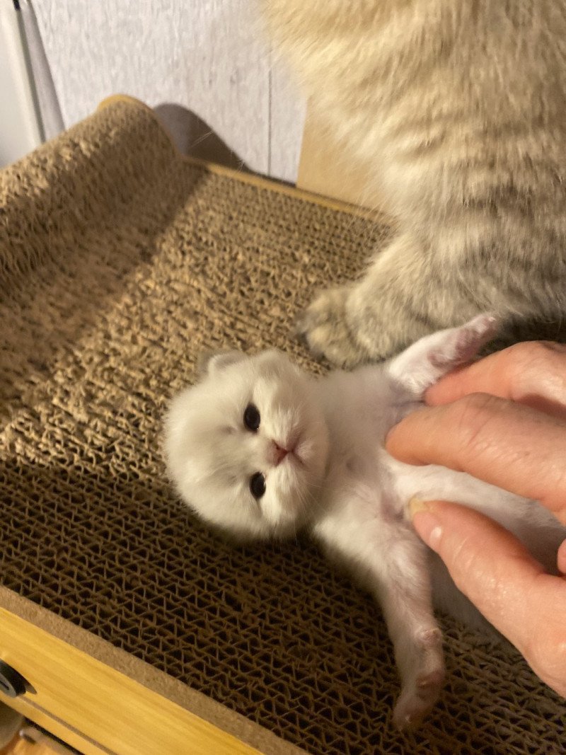 Abby des rêves d'O Anna Femelle British Longhair