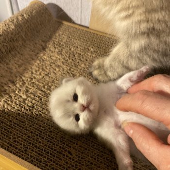 chaton British Longhair blue point Abby chatterie des rêves d'O Anna