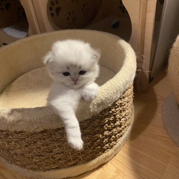 chaton British Longhair blue point Abby chatterie des rêves d'O Anna