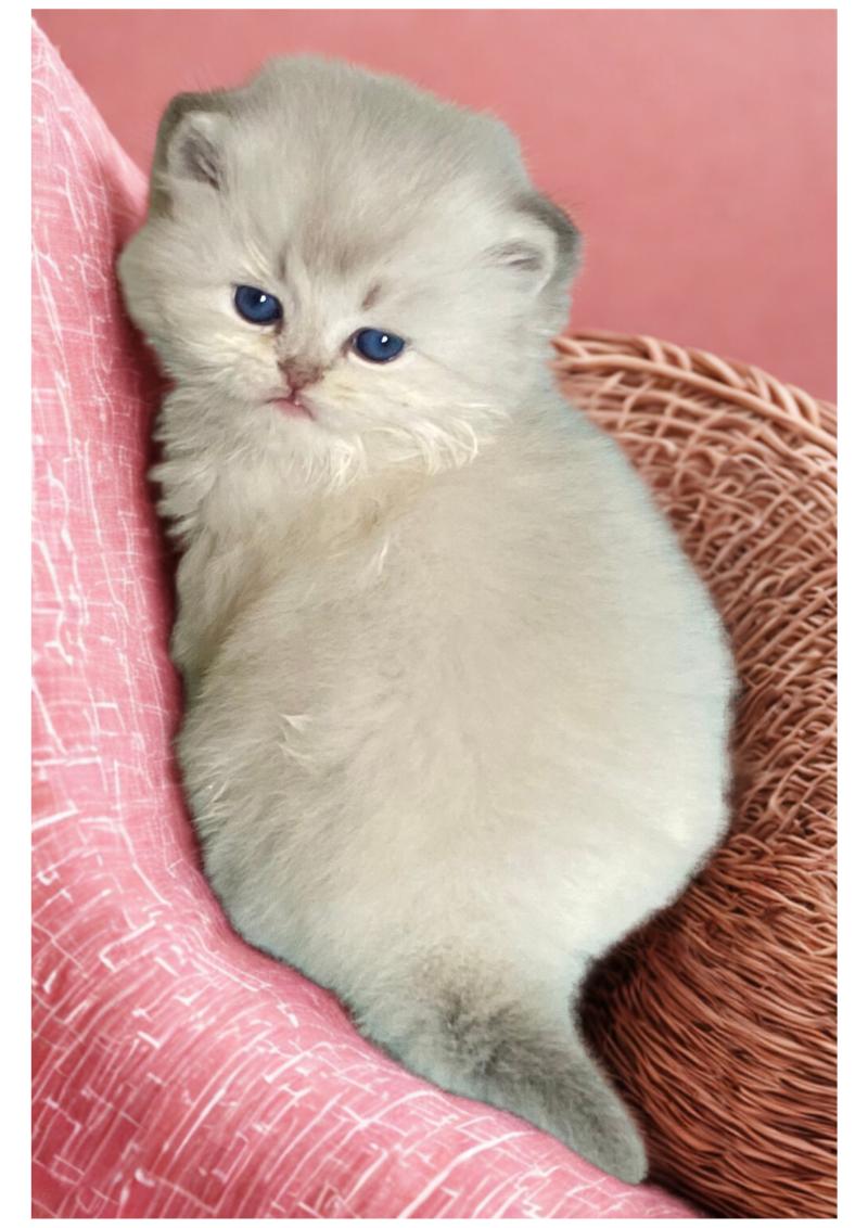 Abby des rêves d'O Anna Femelle British Longhair