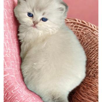 chaton British Longhair blue golden shaded point Abby chatterie des rêves d'O Anna