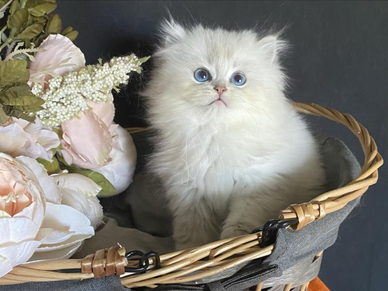 Abby des rêves d'O Anna Femelle British Longhair