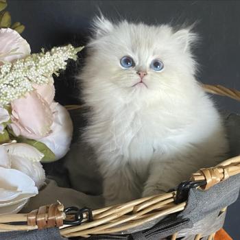 chaton British Longhair blue golden shaded point Abby chatterie des rêves d'O Anna