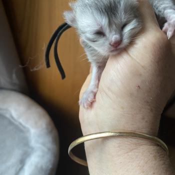 chaton British Longhair blue shaded Balou chatterie des rêves d'O Anna