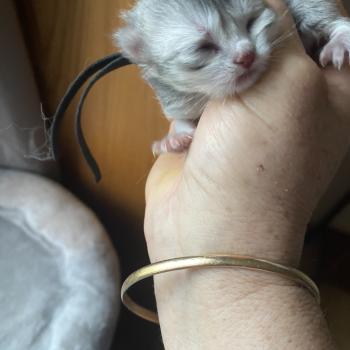 chaton British Longhair blue shaded Balou chatterie des rêves d'O Anna