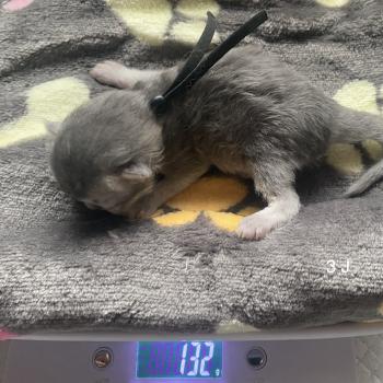 chaton British Longhair blue shaded Balou chatterie des rêves d'O Anna