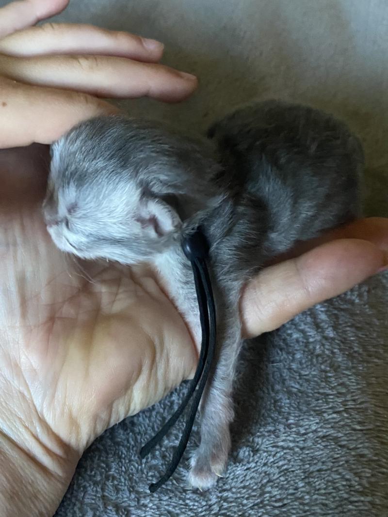 Balou des rêves d'O Anna Mâle British Longhair