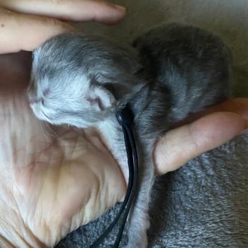 chaton British Longhair blue shaded Balou chatterie des rêves d'O Anna