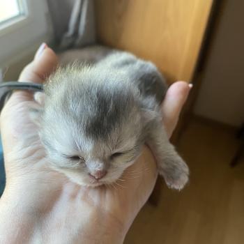 chaton British Longhair blue shaded Balou chatterie des rêves d'O Anna