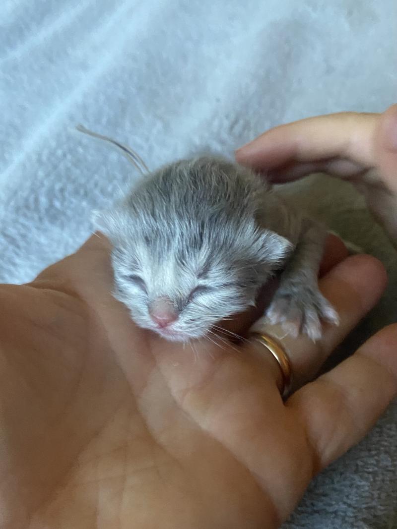 Bandit des rêves d'O Anna Mâle British Longhair