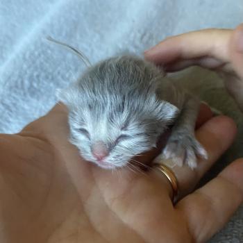 chaton British Longhair blue golden shaded Bandit chatterie des rêves d'O Anna