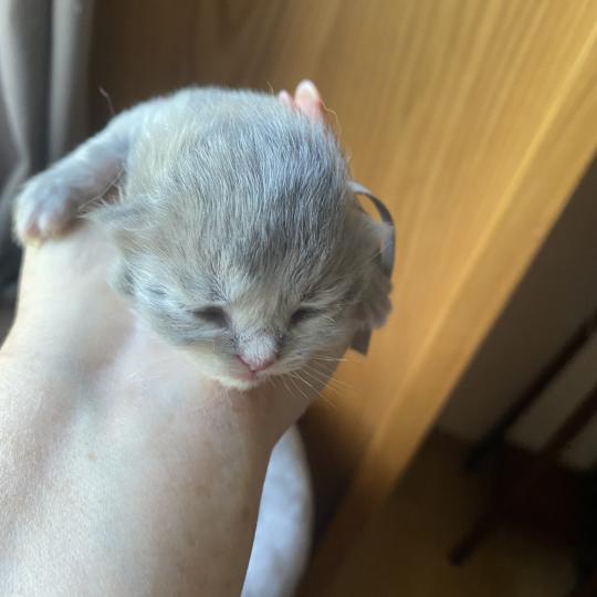 Bandit des rêves d'O Anna Mâle British Longhair
