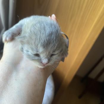 chaton British Longhair blue golden shaded Bandit chatterie des rêves d'O Anna