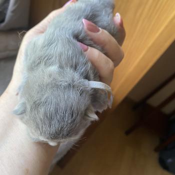 chaton British Longhair blue golden shaded Bandit chatterie des rêves d'O Anna