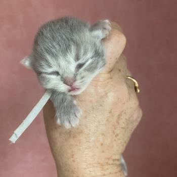 chaton British Longhair blue golden shaded Bandit chatterie des rêves d'O Anna