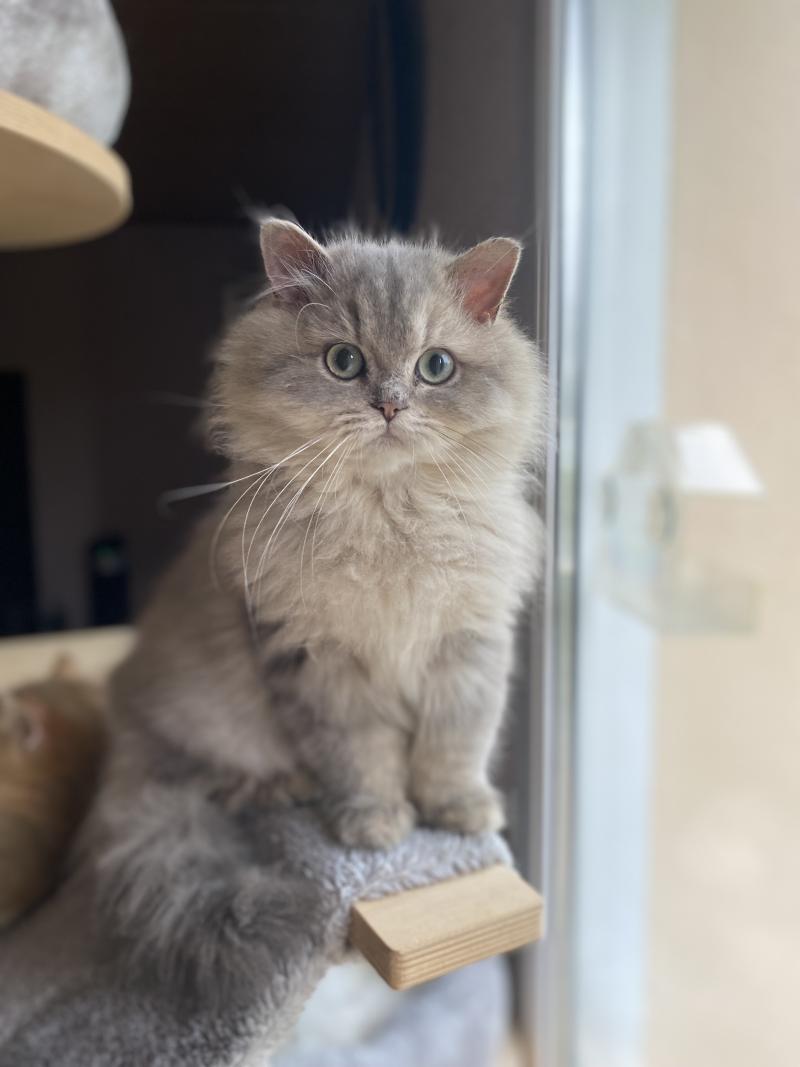 Bounty des rêves d'O Anna Mâle British Longhair