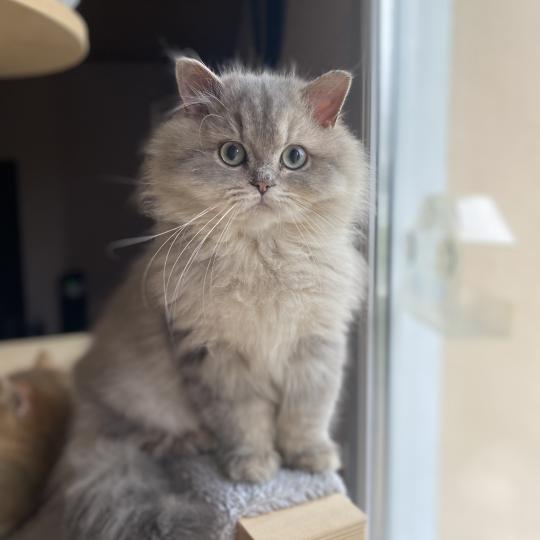 Bounty des rêves d'O Anna Mâle British Longhair