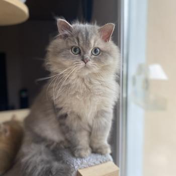 chaton British Longhair blue golden shaded Bounty chatterie des rêves d'O Anna