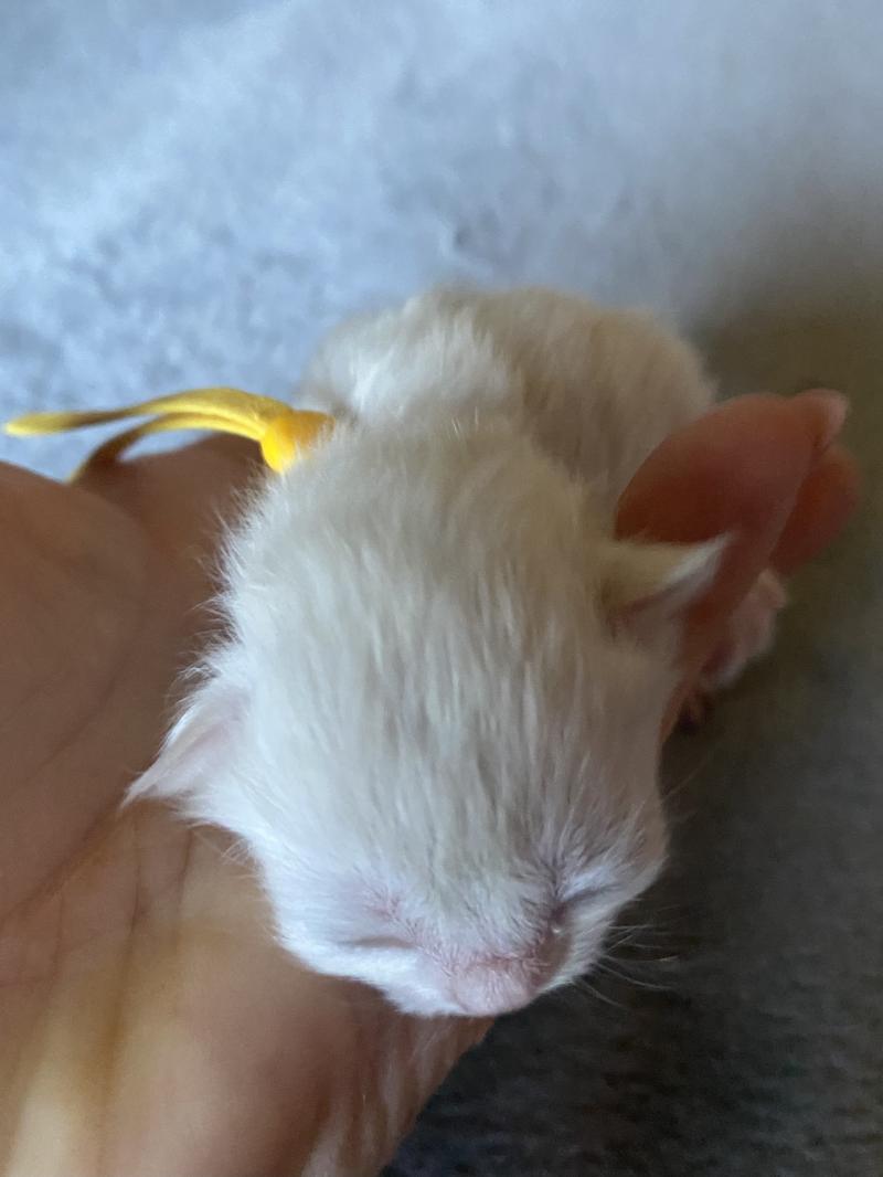 Billi des rêves d'O Anna Mâle British Longhair