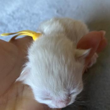 chaton British Longhair blue shell point Billi chatterie des rêves d'O Anna