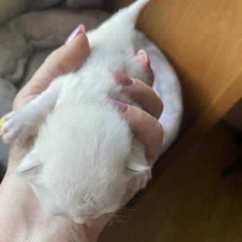 chaton British Longhair blue shell point Billi chatterie des rêves d'O Anna