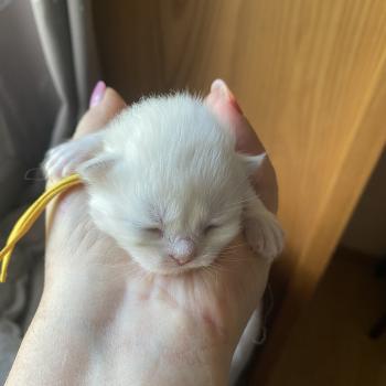 chaton British Longhair blue shell point Billi chatterie des rêves d'O Anna