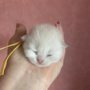 chaton British Longhair blue shell point Billi chatterie des rêves d'O Anna