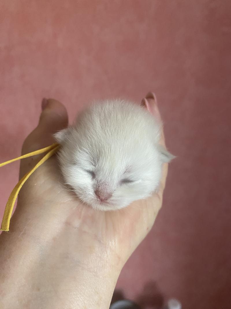 Billi des rêves d'O Anna Mâle British Longhair