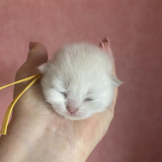 Billi des rêves d'O Anna Mâle British Longhair