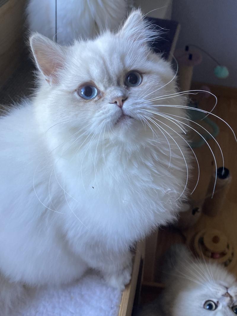 Billy des rêves d'O Anna Mâle British Longhair