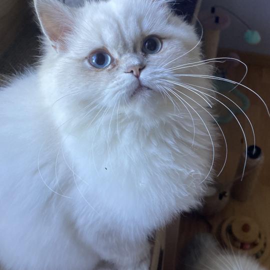Billy des rêves d'O Anna Mâle British Longhair