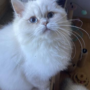 chaton British Longhair lilac golden shaded point Billy chatterie des rêves d'O Anna