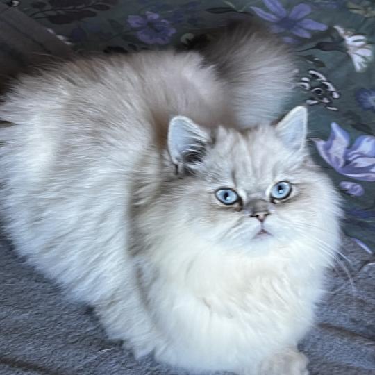 Billy des rêves d'O Anna Mâle British Longhair