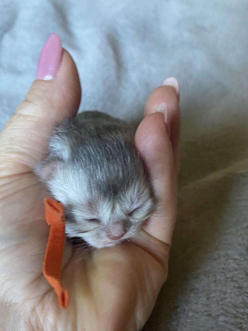 Bodhi des rêves d'O Anna Mâle British Longhair