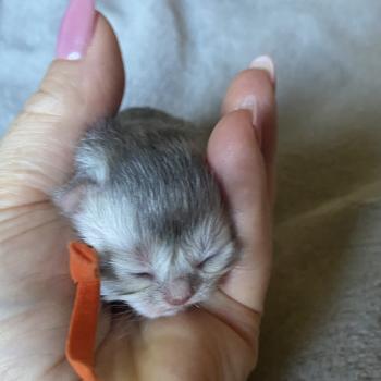 chaton British Longhair blue point Billy chatterie des rêves d'O Anna