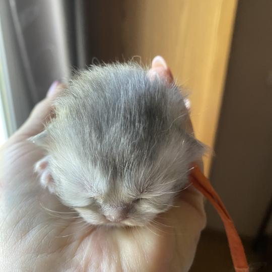 Bodhi des rêves d'O Anna Mâle British Longhair