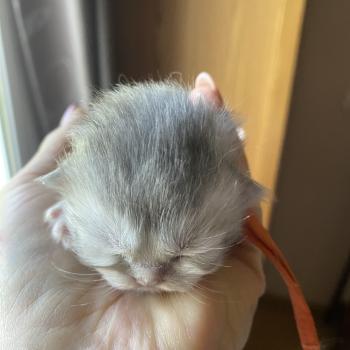 chaton British Longhair blue golden shaded Bodhi chatterie des rêves d'O Anna