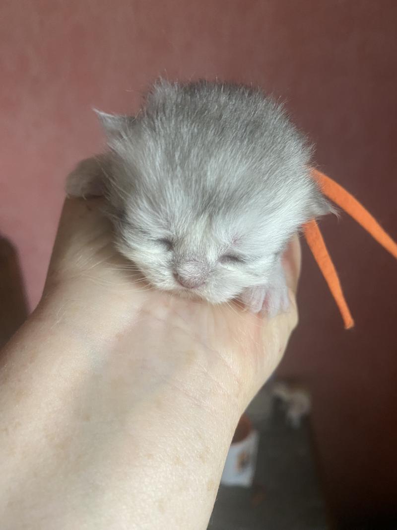 Bodhi des rêves d'O Anna Mâle British Longhair